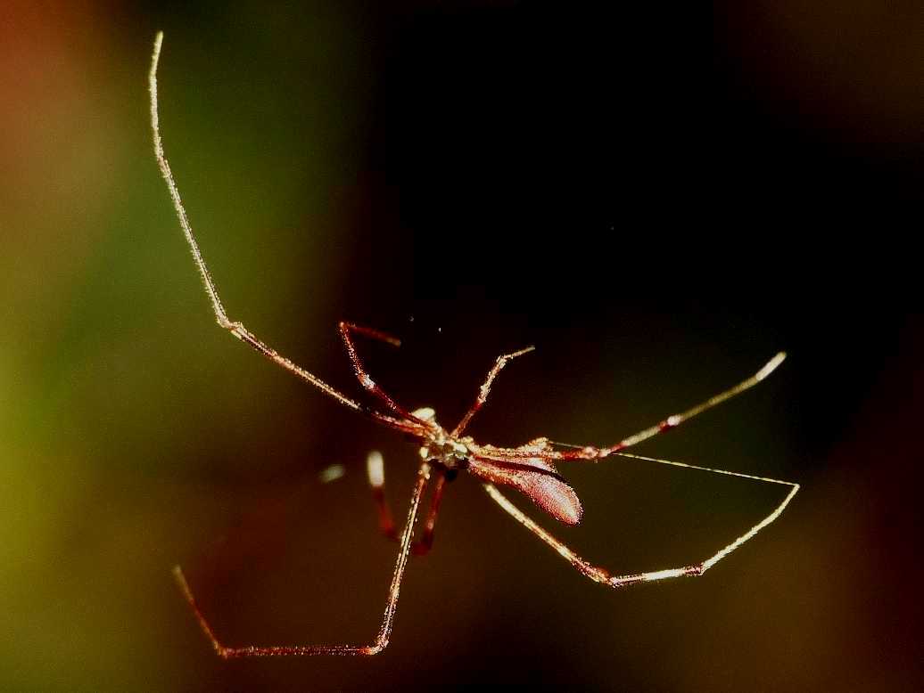 La fantomatica Rhomphaea - Santa Teresa Gallura (OT)